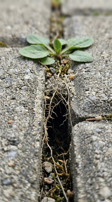 Can Weeds Grow Between Interlock Pavers and How Do I Prevent It? - - No Limit Sealing - Affordable Interlock Construction, Interlock Sealing, Garage Ramp Installation, Driveway Extension, Crack Filling, Driveway Painting and Asphalt Maintenance in Vaughan, Richmond Hill, Maple, Markham, Woodbridge, Aurora, Newmarket and beyond.